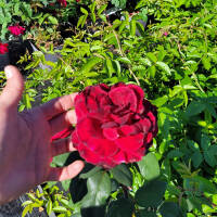 Edelrose Barkarole C5