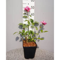 Edelrose Blue River C5