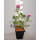 Edelrose Blue River C5
