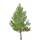 Europäische Lärche 200-250cm Solitär am Ballen