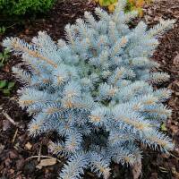 Zwerg-Blaufichte Glauca Globosa 125-150cm mB