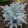 Zwerg-Blaufichte Glauca Globosa 125-150cm mB