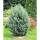 Silber-Kiefer Watereri 80-100cm mit Ballen