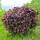 Blut-Hasel/ Purpur-Hasel 80-100cm