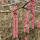 Blut-Hasel/ Purpur-Hasel 80-100cm