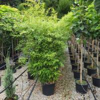 Gartenbambus Black Pearl  80-100cm  C9