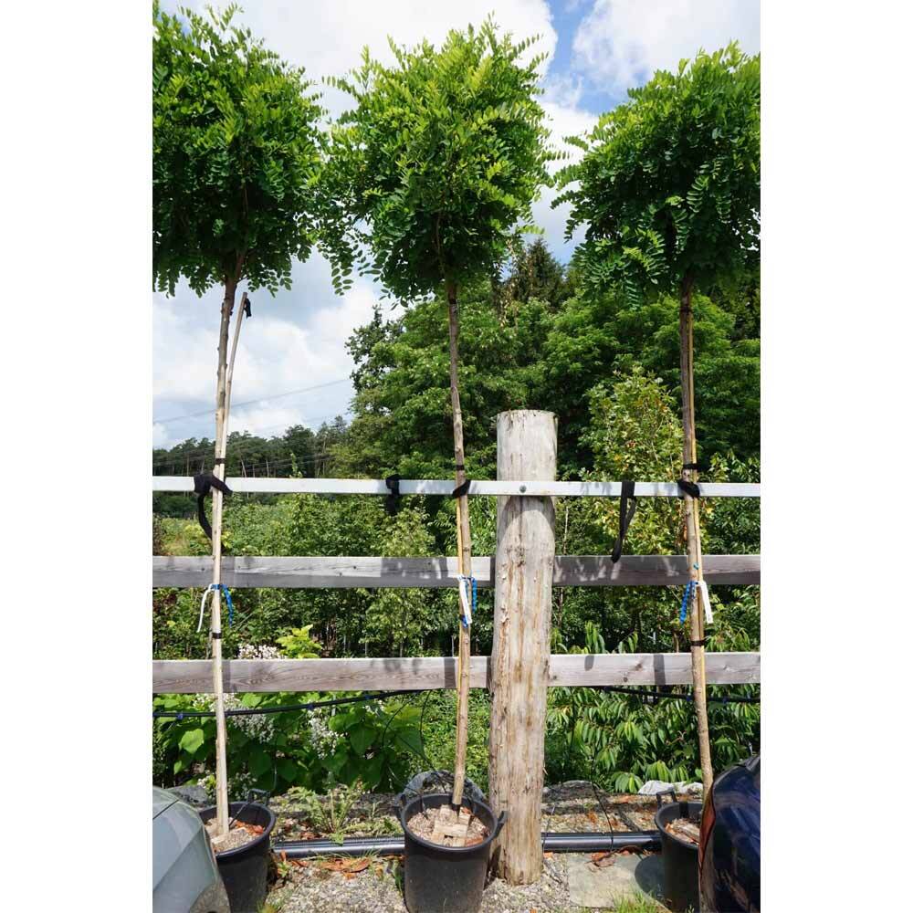 Robinia 'Umbraculifera' Hochstamm  Kugelbaum pflegeleicht kaufen, 362,80