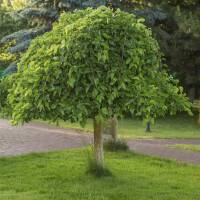 Maulbeerbaum Pendula Stammhöhe 150cm im Co