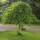 Maulbeerbaum Pendula Stammhöhe 150cm im Co