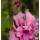 Garteneibisch Magenta Chiffon 80-100cm