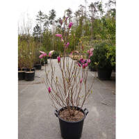 Magnolie purpurrot Susan 125-150cm