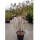 Magnolie purpurrot Susan 125-150cm