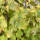 Gelber Blasenstrauch Darts Gold 100-125cm