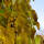 Maulbeerbaum Pendula Hochstamm | Stammumfang 10-12cm