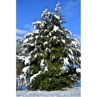 Hemlock-Tanne 100-125cm mit Ballen
