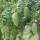 Hemlock-Tanne 100-125cm mit Ballen