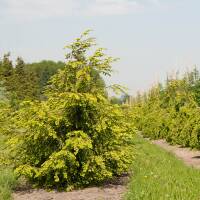 Hemlock-Tanne 150-175cm Solitär mit Ballen