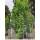 Säulenamberbaum Slender Silhouette 100-125cm