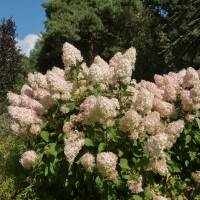 Rispen-Hortensie Phantom 60-80cm im Co