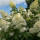 Rispen-Hortensie Phantom 60-80cm im Co