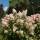 Rispen-Hortensie Phantom 60-80cm im Co