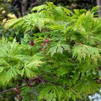 Japanischer Feuer-Ahorn Aconitifolium 100-125 C9