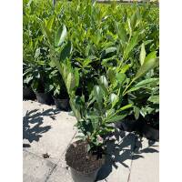 Kirschlorbeer Caucasica 60-80cm im 3l Topf