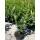 Kirschlorbeer Caucasica 60-80cm im 3l Topf