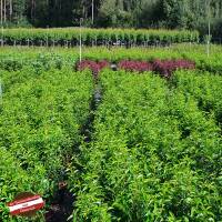 Portugiesischer Lorbeer Angustifolia 100-120cm im 7,5l Topf