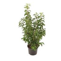 Portugiesischer Lorbeer Angustifolia 100-120cm im 7,5l Topf