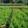 Portugiesischer Lorbeer Angustifolia 100-120cm im 7,5l Topf