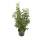 Portugiesischer Lorbeer Angustifolia 100-120cm im 7,5l Topf