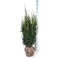 Hecken-Eibe Hicksii 100-125cm am Ballen