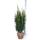 Hecken-Eibe Hicksii 100-125cm am Ballen