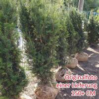 Hecken-Eibe Hicksii 150-175cm am Ballen