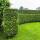 Thuja Brabant 200+cm im 25l Topf