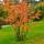 Kupfer Felsenbirne 80-100cm