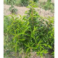 Portugiesischer Lorbeer Angustifolia 60-80cm am Ballen