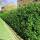 Portugiesischer Lorbeer Angustifolia 60-80cm am Ballen