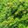 Portugiesischer Lorbeer Angustifolia 60-80cm am Ballen