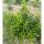 Portugiesischer Lorbeer Angustifolia 60-80cm am Ballen