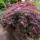 Dunkelroter Schlitzahorn Dissectum Garnet 60-80cm im C12