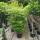 Gartenbambus Black Pearl 100-125cm