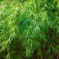 Gartenbambus Rufa 100-125cm C18 (ohne Ausläufer)