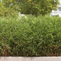 Gartenbambus Rufa 100-125cm C18 (ohne Ausläufer)