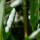 Gartenbambus Rufa 100-125cm C18 (ohne Ausläufer)