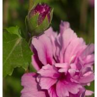 Garteneibisch Magenta Chiffon 60-80cm