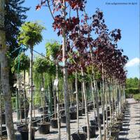 Blut-Ahorn Crimson King  Hochstamm | 10-12cm Stammumfang C43