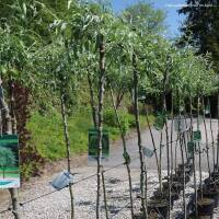 Weidenblättrige Birne Pendula Stammhöhe 150cm im Co