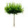 Schirm-Platane 150x150cm Stammhöhe 270cm | 16-18cm Stammumfang im Co